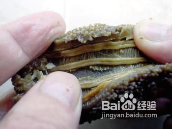 淡菜的做法：[4]红枣海参淡菜粥