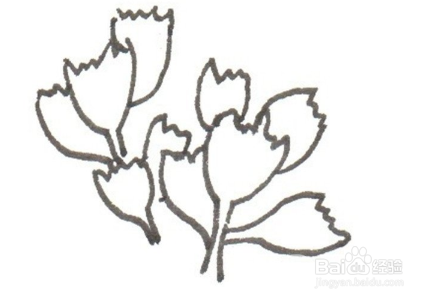 卡通画——熊童子的绘画技巧