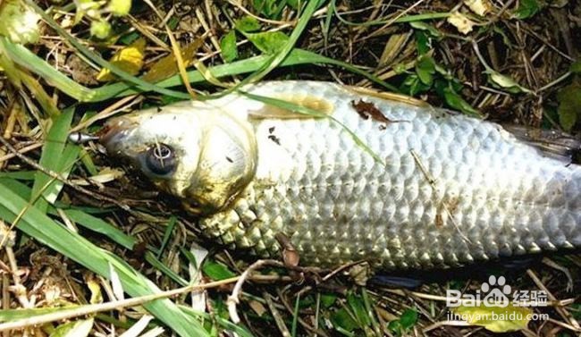 野钓鲫鱼的关键技巧 野外如何钓鲫鱼