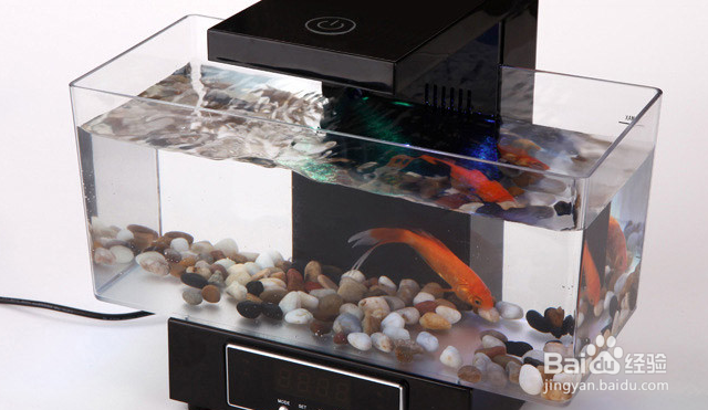 没有很好的设备如何养好金鱼