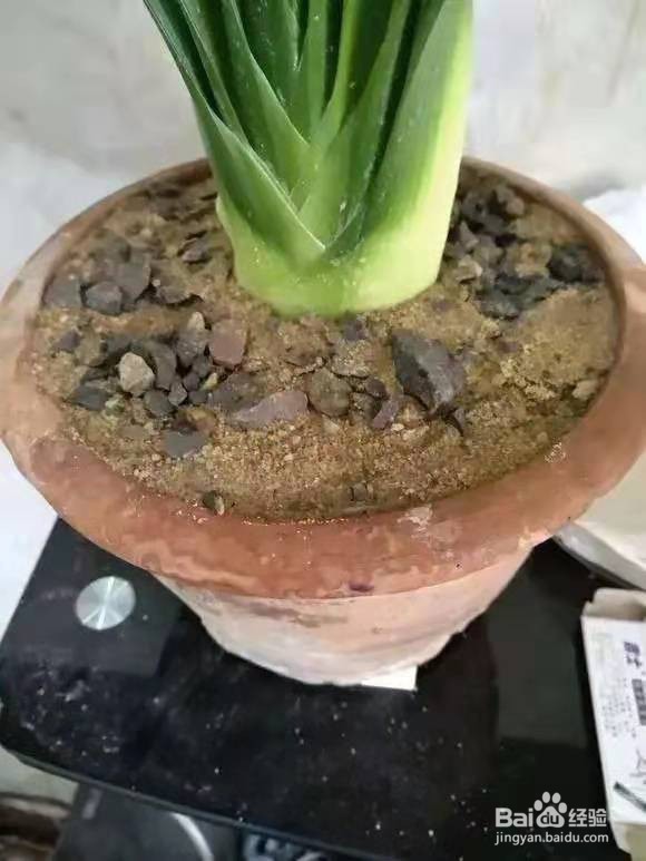 君子兰烂根别慌，切1刀泡一泡，2周长出大白根