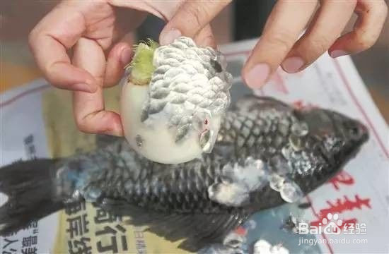 怎么刮鱼鳞最方便实用