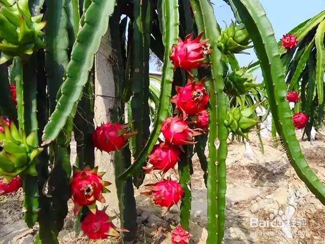 果树膨果增甜的水分管理和肥料管理