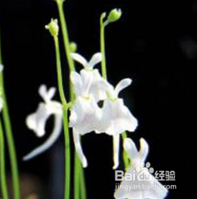 小白兔狸藻怎么养水培