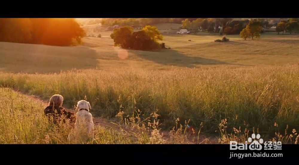 8部关于猫狗萌宠的催泪弹，看到你眼泪流干