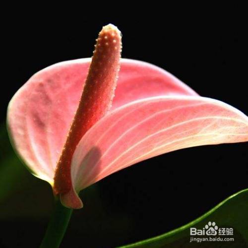 为什么红掌花的花蕾是黑色的?