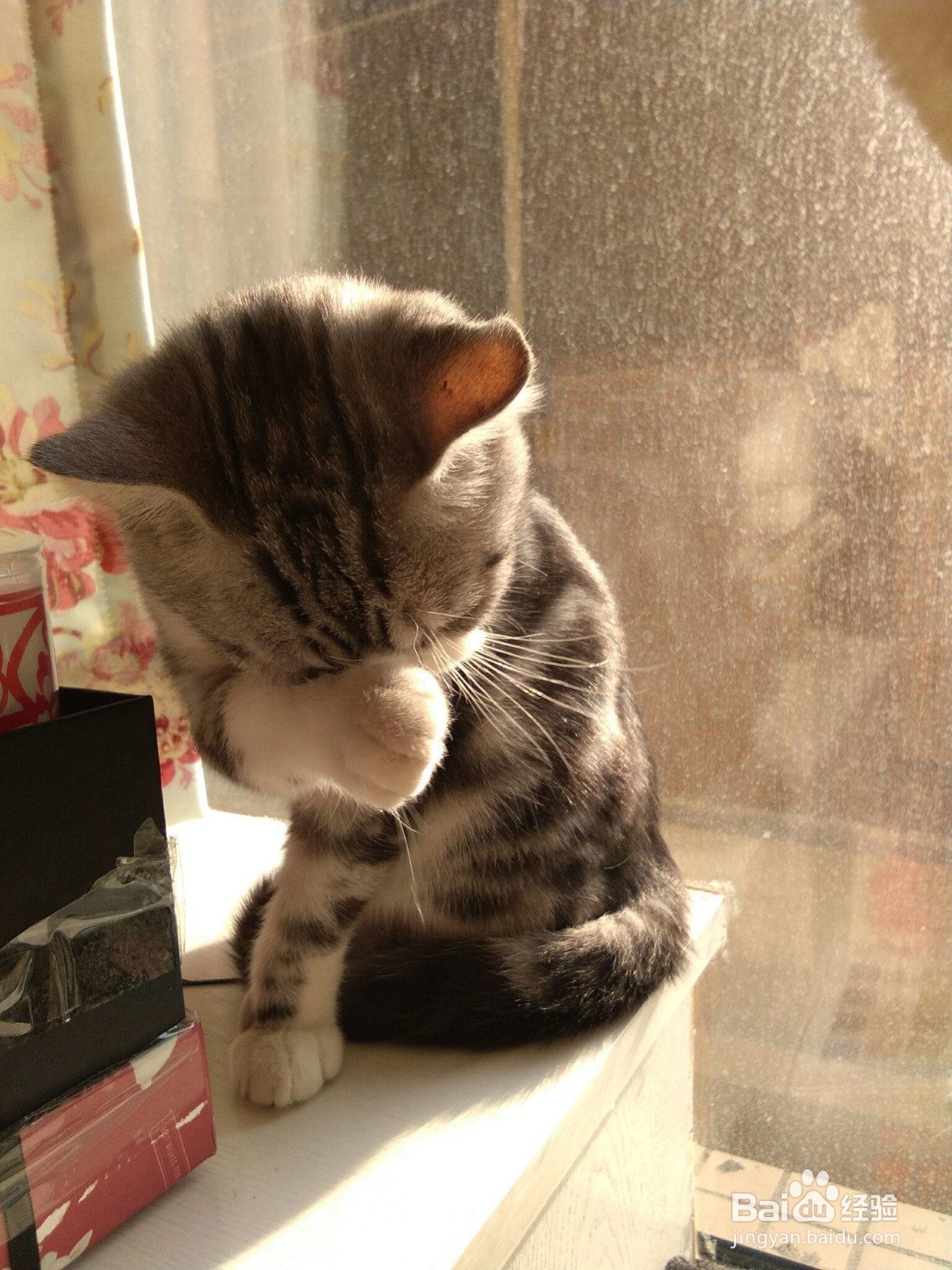 小猫有眼屎怎么办