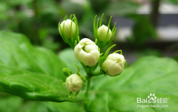 茉莉花的养殖方法