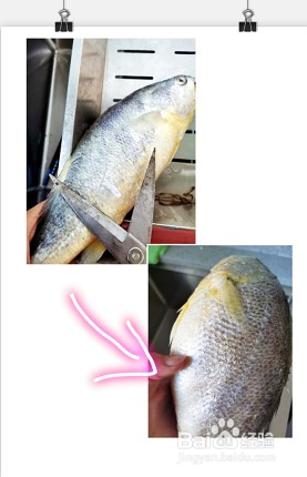 大黄花鱼去内脏图解