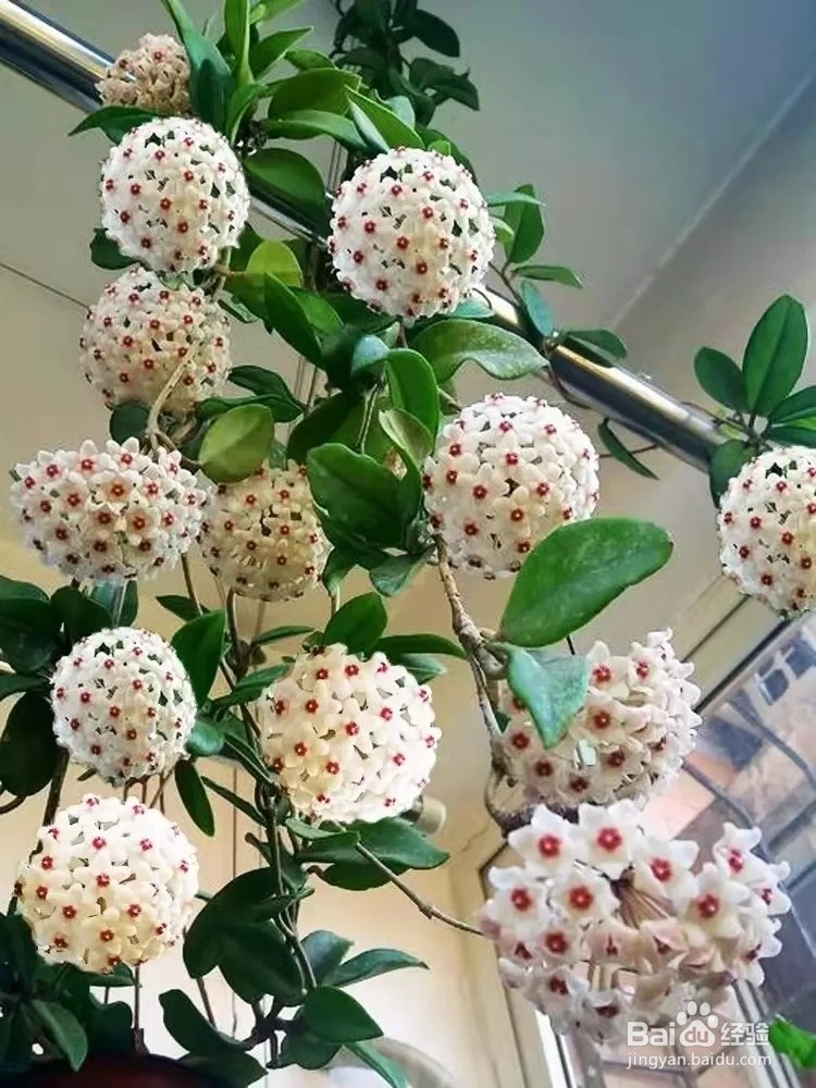 球兰冬天怎么养护