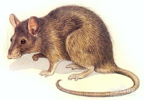 白云灭鼠怎么预防老鼠