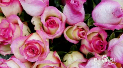 鲜切花醒花步骤