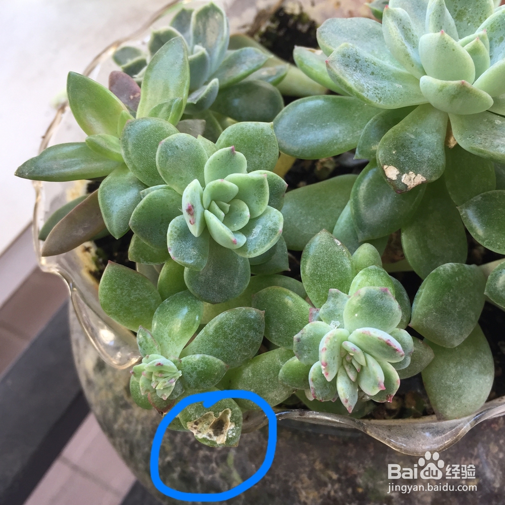 多肉被鸟啄了之后怎么处理