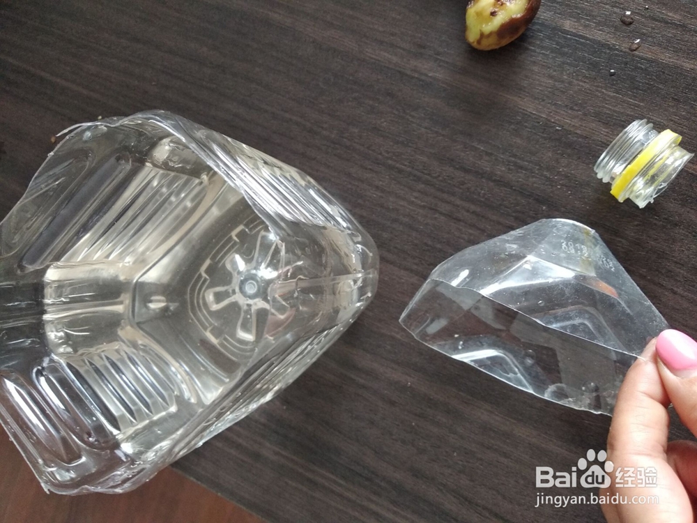 大岩桐的水培养殖