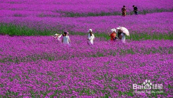 重庆5月最佳旅行地推荐