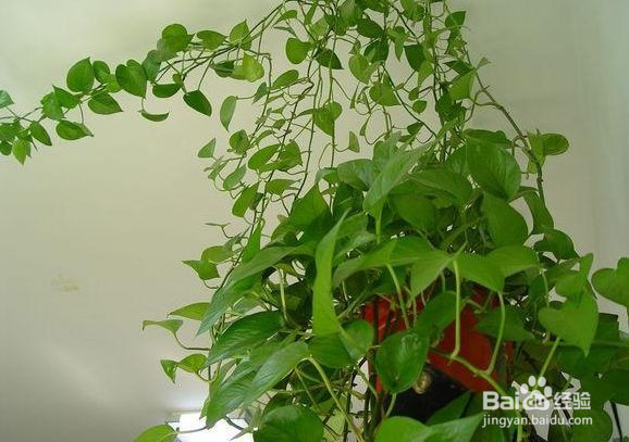 绿萝的养殖方法以及注意事项