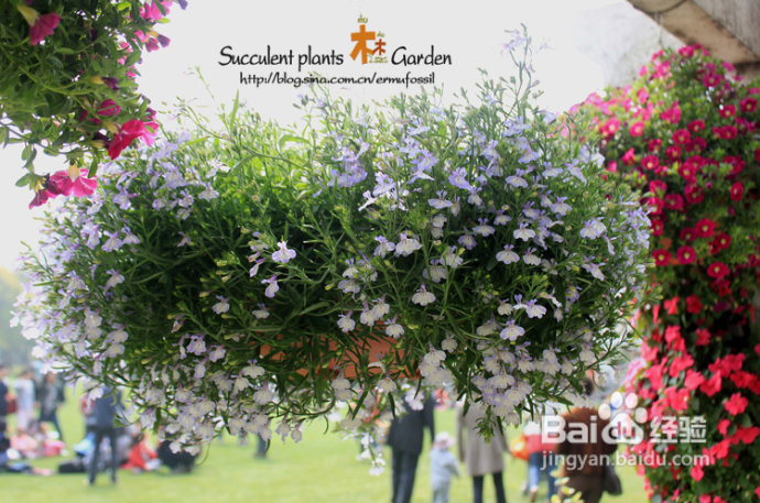 上海植物园（上）