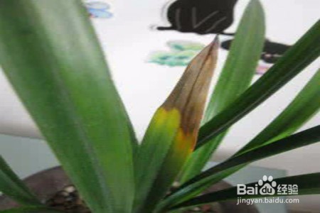 兰花叶子枯萎了怎么办