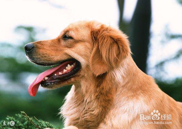 幼犬金毛怎么训练