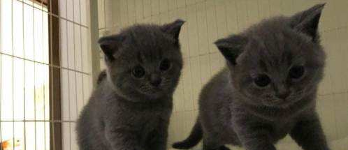 如何正确地挑选英短猫咪