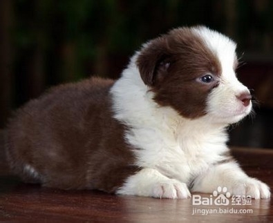 狗狗缺钙该怎么调养