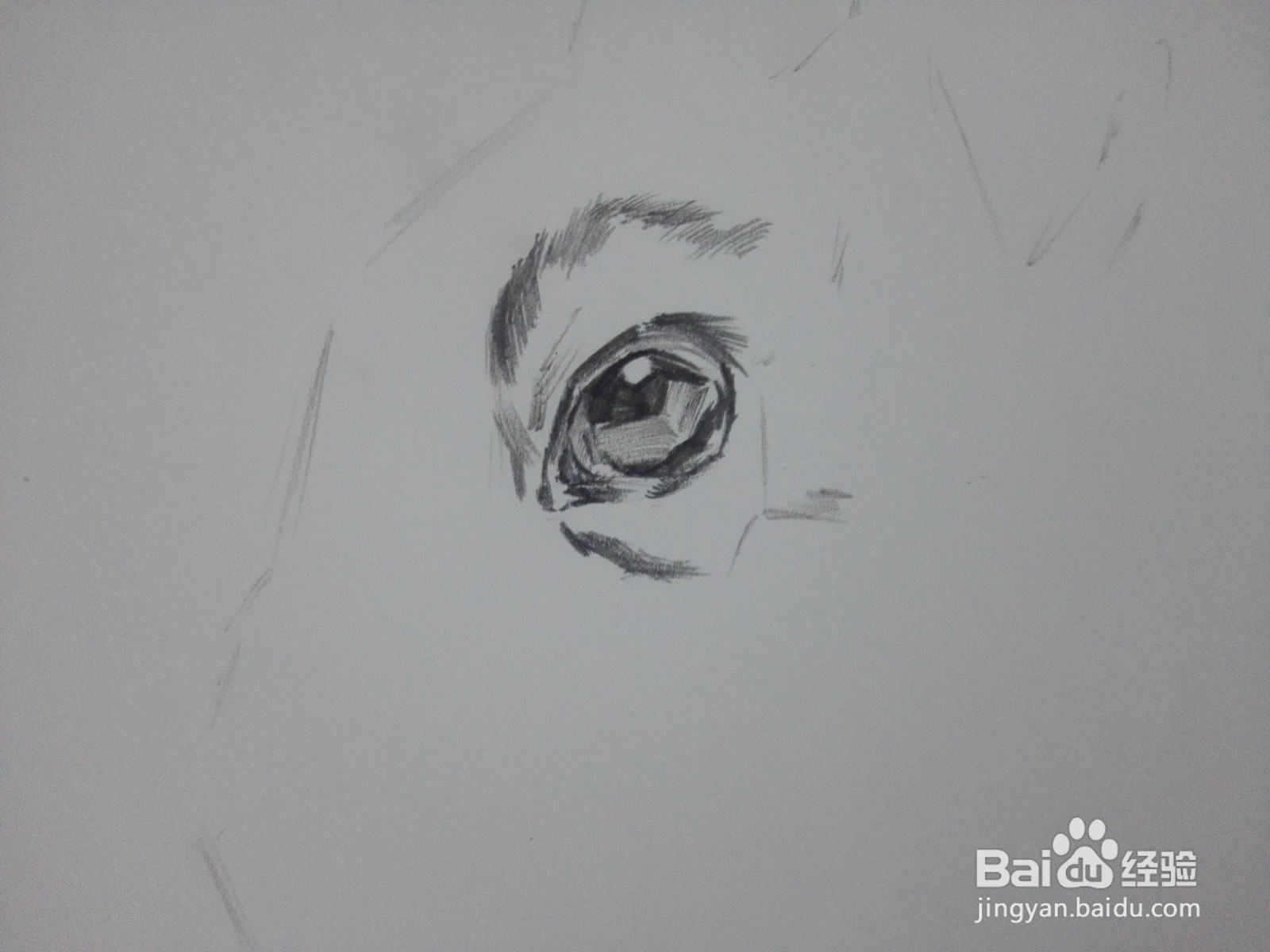兔子的眼睛怎么画