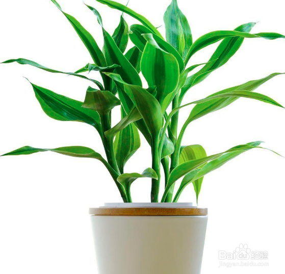 富贵竹怎么水养才旺盛