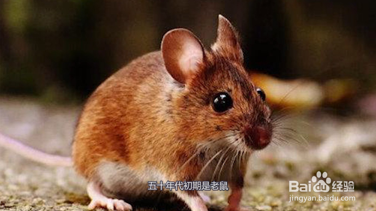 四害是指哪4种