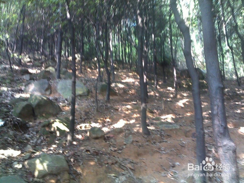 广州火凤线攻略