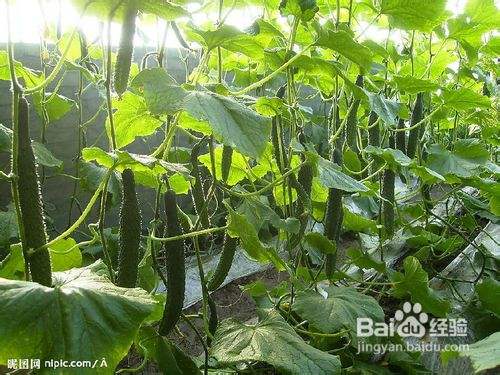 黄瓜的种植方法 百度经验