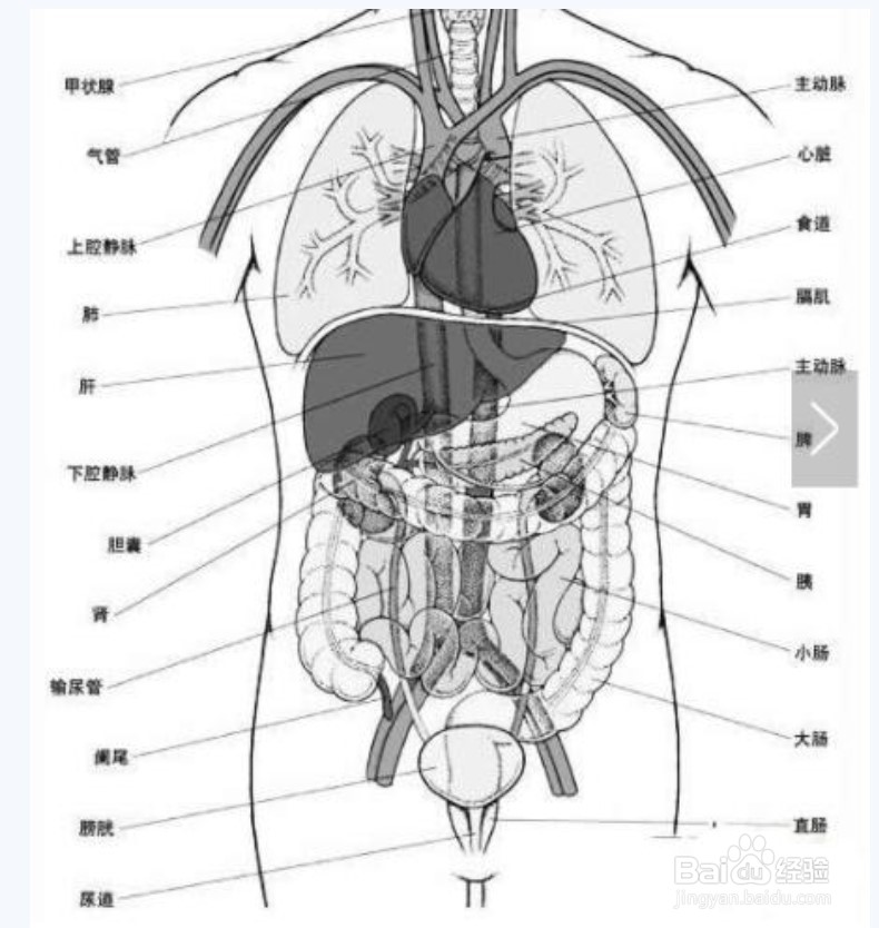 人体解剖脾脏的位置图片
