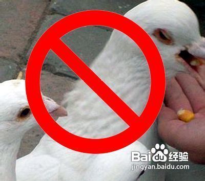 预防禽流感的方法