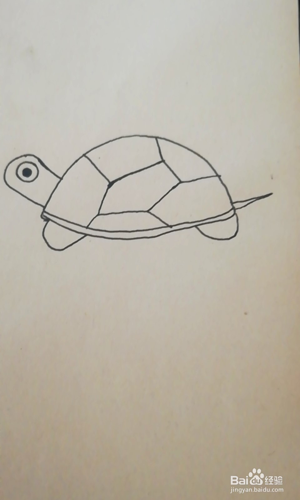 简笔画-爬行的小乌龟怎么画