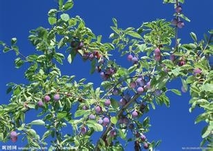 哪些食物一定不能共食（那些你不知道的秘密九）