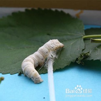 蚕结茧的架子怎么做