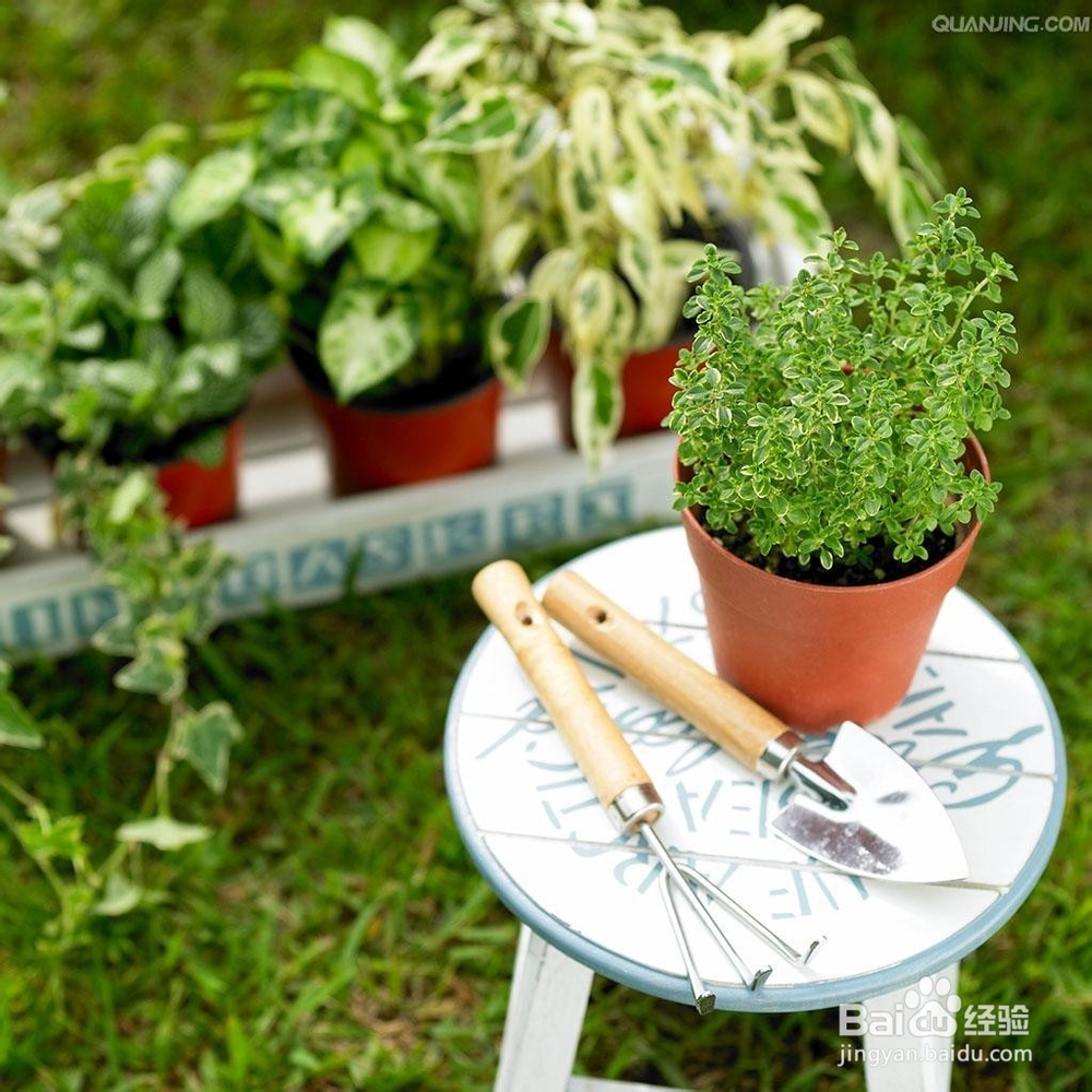 如何让盆栽长得更好？