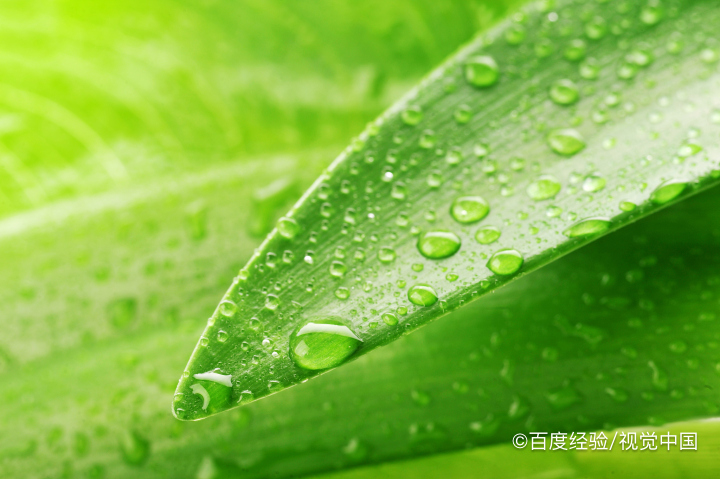 为什么小草是绿的