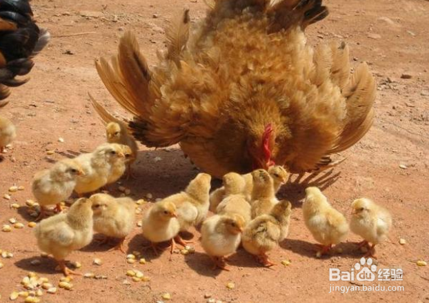 <b>农村里母鸡多久可以孵化出小鸡</b>
