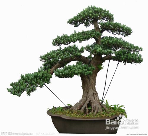 分享一些盆景浇水的方法