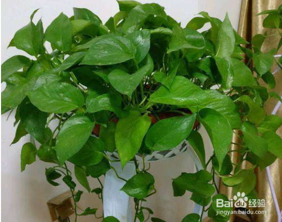 绿箩怎么养护长得才茂盛