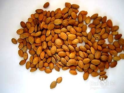 桃仁的作用有哪些