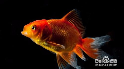 金鱼在夏季的管理要点是什么 百度经验 金鱼在夏季的管理要点是什么 百度经验