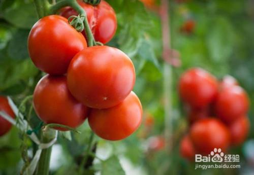 噻苯隆膨果的使用方法 百度经验