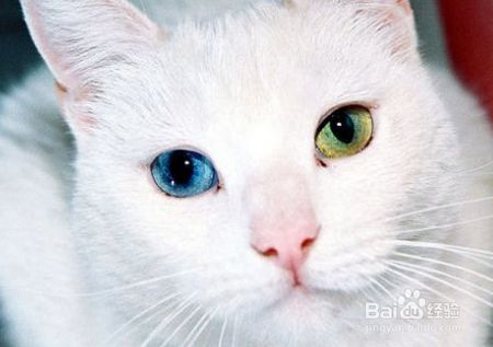 猫营养膏的功效与作用有哪些？