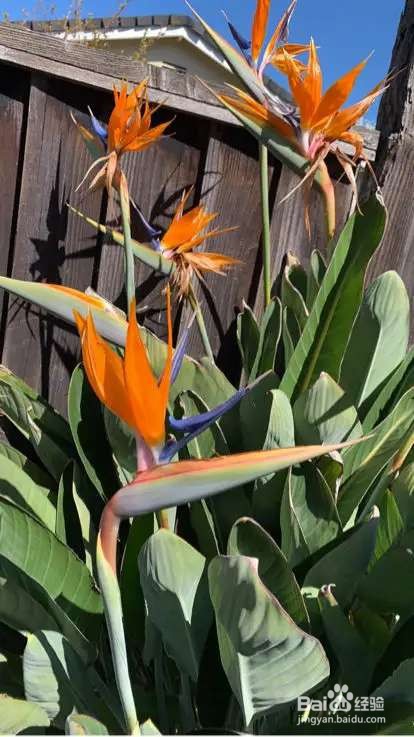 养花先养根,根系壮了,花才长得更好