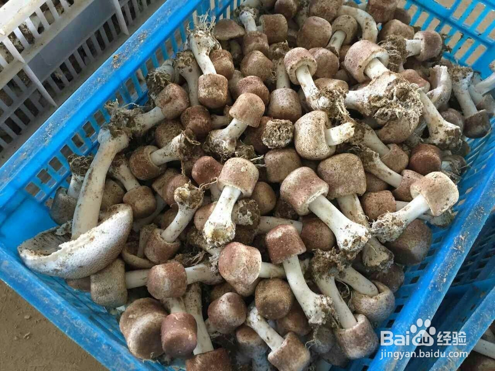 空气源高温热泵烘干机应用在香菇烘干的工艺流程