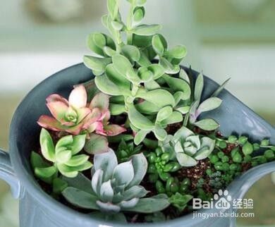 植物叶子发黄了怎么办 百度经验