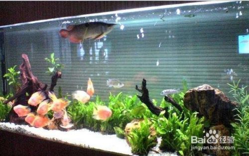 鱼缸放底砂水好脏白的怎么处理 百度经验