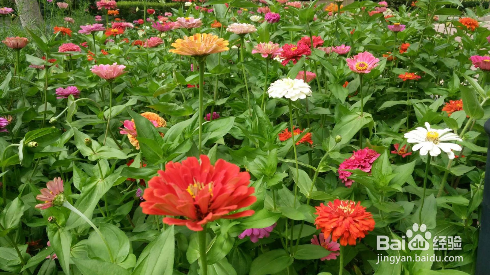 收到老师通知如何回复