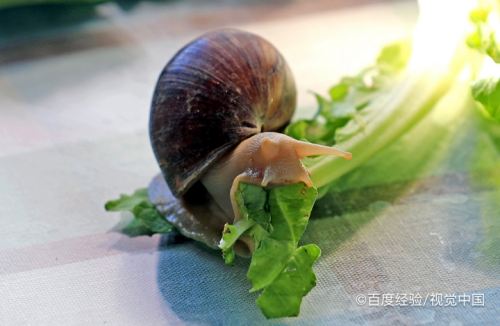 蜗牛怎么养殖